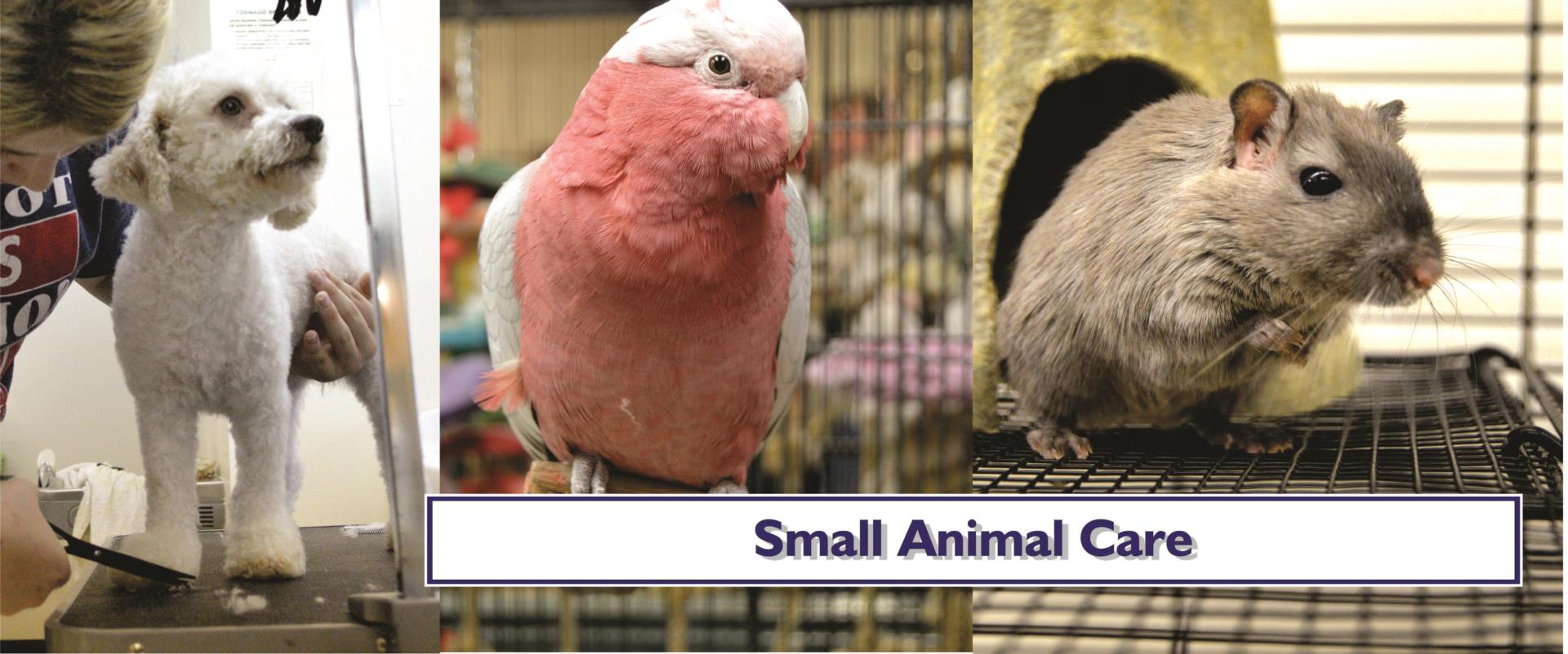 Small Animal Care
